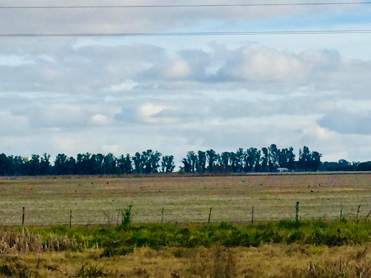 CAMPO DE 8 HAS SOBRE RUTA 41, LOBOS