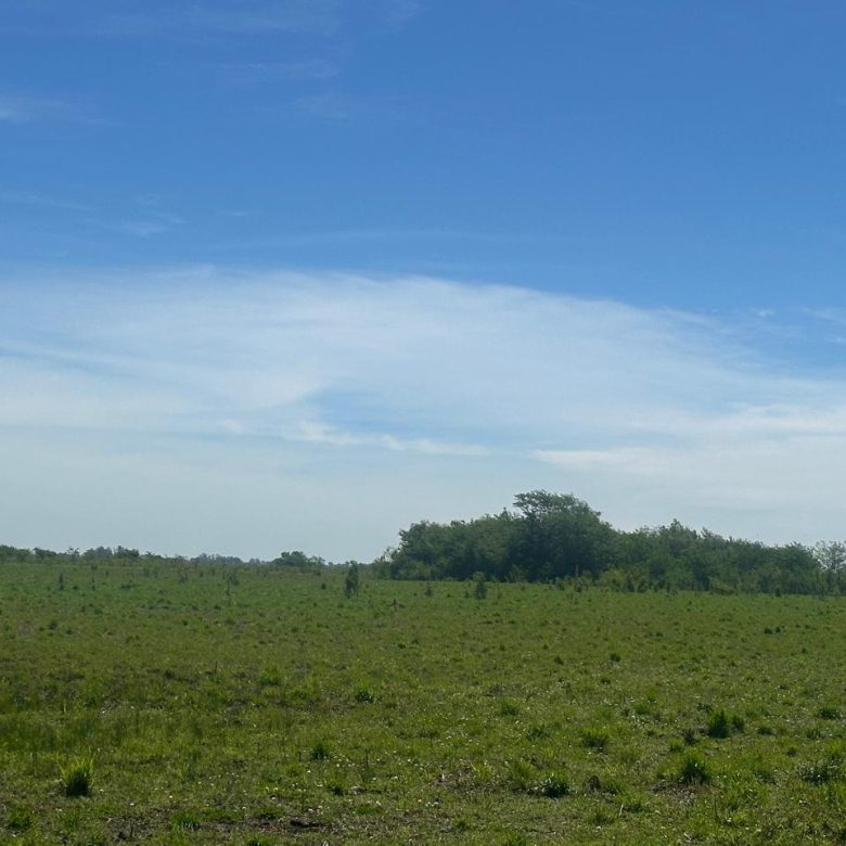 Campo de 67 Has en Venta en Saladillo – Buenos Aires | Sólo 4 km de Ruta 93