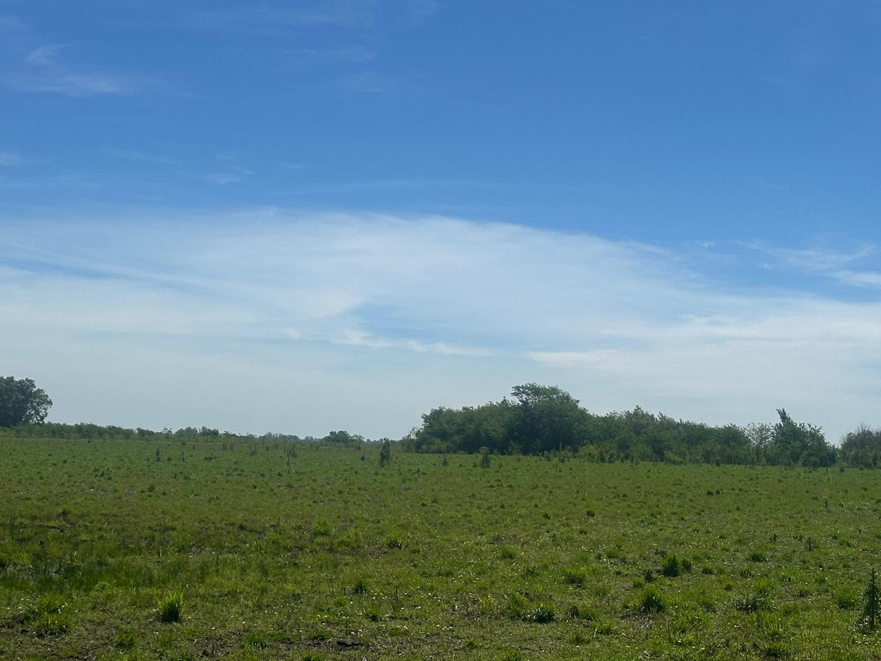 Campo de 67 Has en Venta en Saladillo – Buenos Aires | Sólo 4 km de Ruta 93