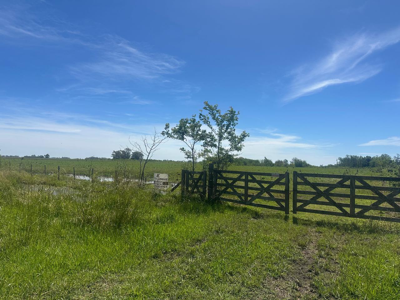 Campo de 67 Has en Venta en Saladillo – Buenos Aires | Sólo 4 km de Ruta 93
