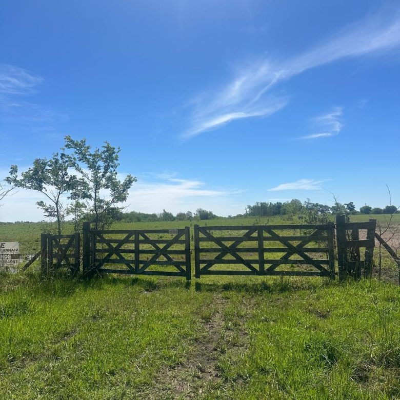 Campo de 67 Has en Venta en Saladillo – Buenos Aires | Sólo 4 km de Ruta 93