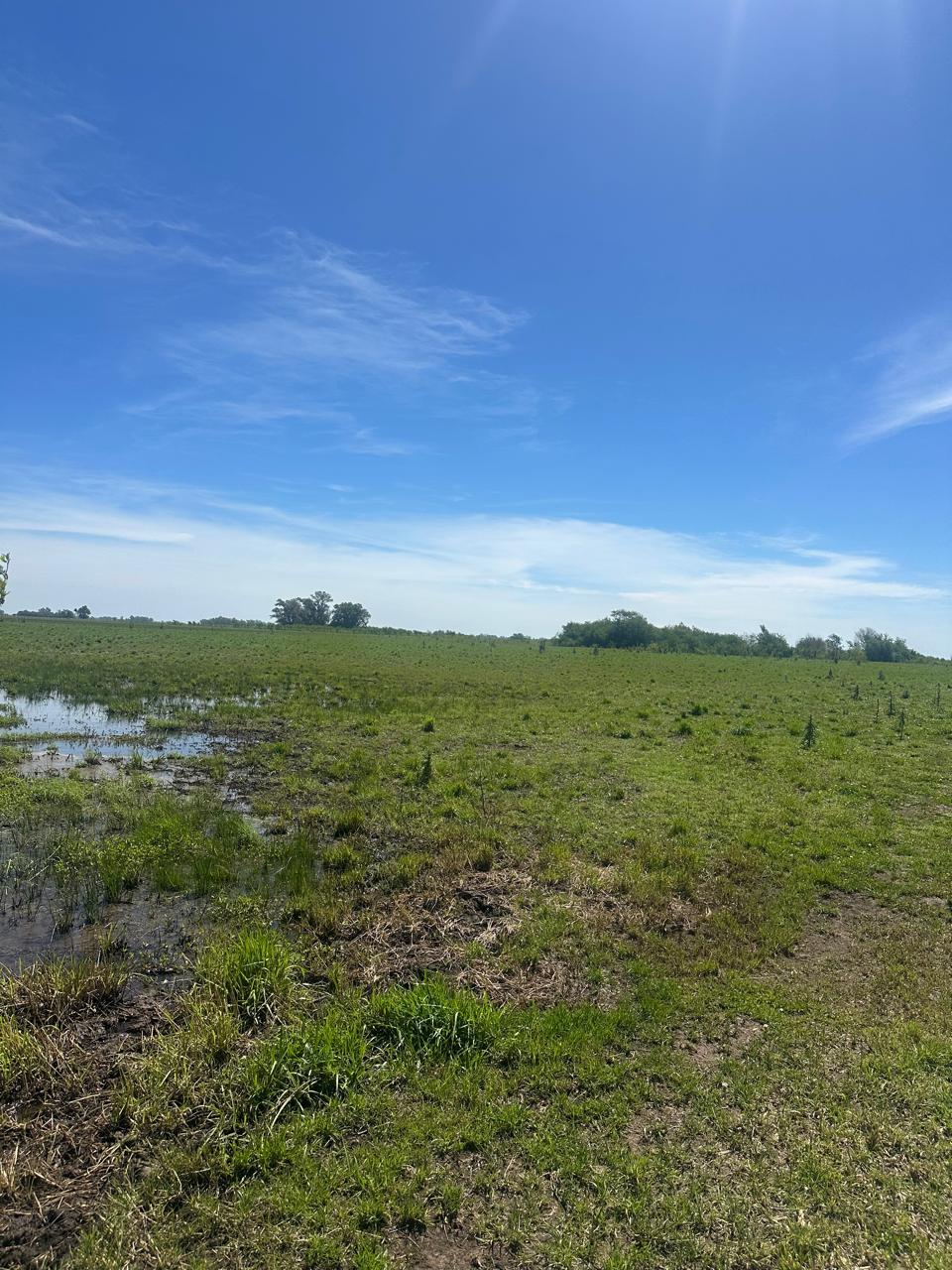 Campo de 67 Has en Venta en Saladillo – Buenos Aires | Sólo 4 km de Ruta 93