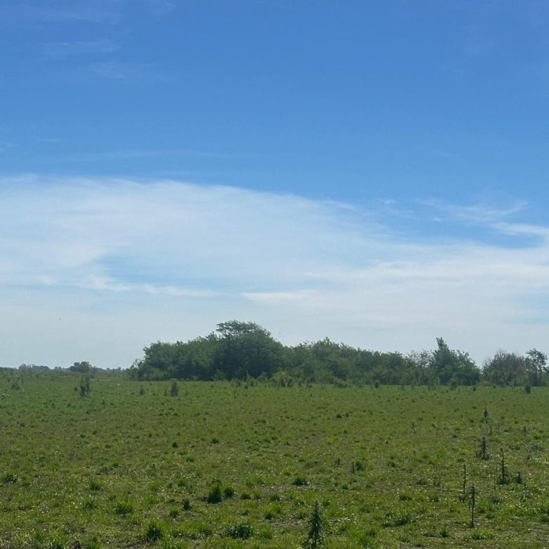 Campo de 67 Has en Venta en Saladillo – Buenos Aires | Sólo 4 km de Ruta 93