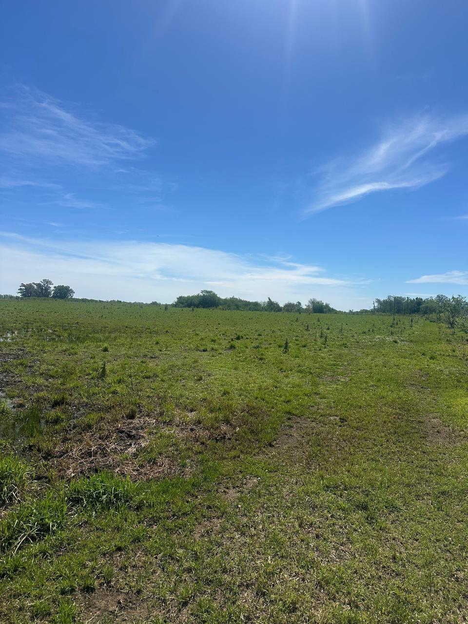 Campo de 67 Has en Venta en Saladillo – Buenos Aires | Sólo 4 km de Ruta 93