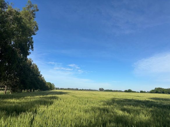 Campo en Venta en Ruta 41, Lobos (36 Has)