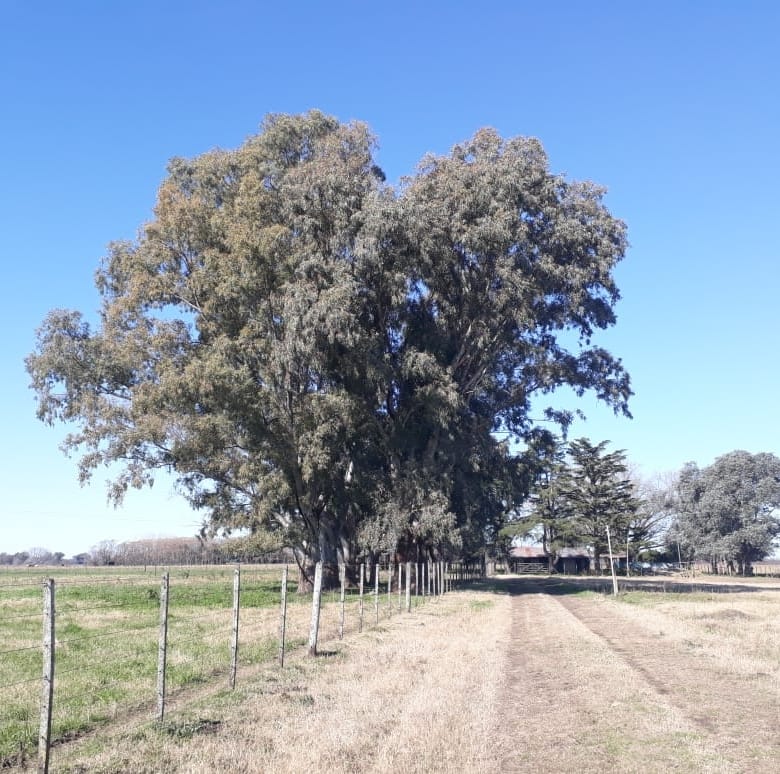 Campo en Venta en Lobos (27 Has)