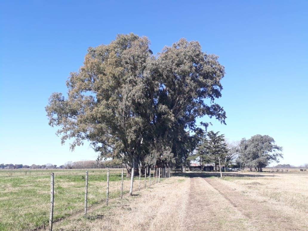Campo en Venta en Lobos (27 Has)
