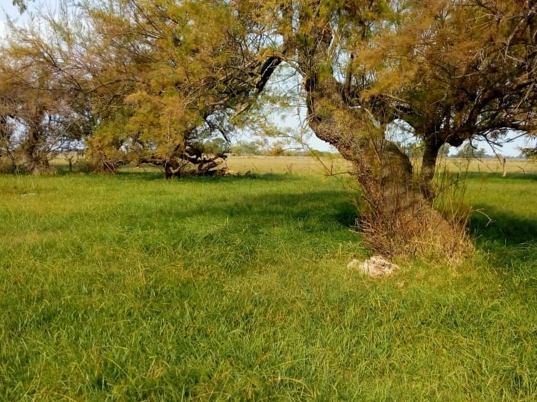 Chacra en Venta en Las Chacras, Lobos (24 Has)